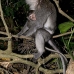 monkey_macaque_balinese_mf_ubud_v_1371_bal5092.jpg